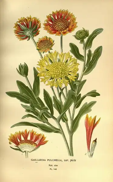 Foto de Gaillardia pulchella - :Biodiversity Heritage Library's photostream