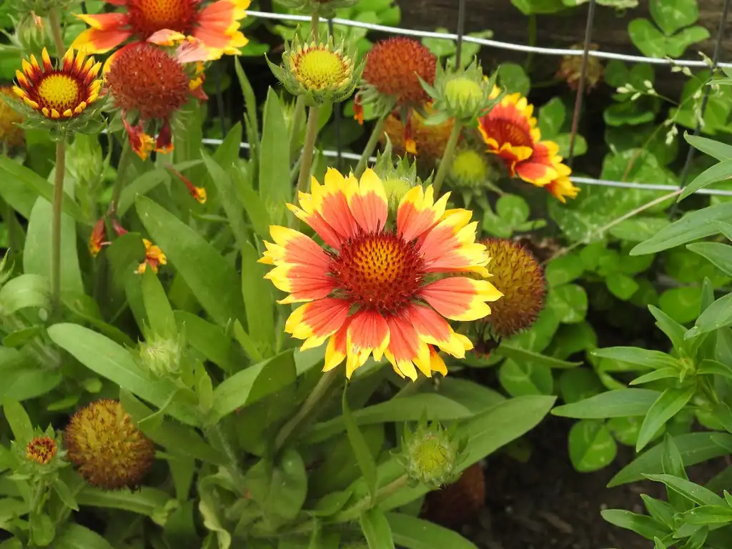 Foto de Gaillardia pulchella - Flower:Kathleen Moore