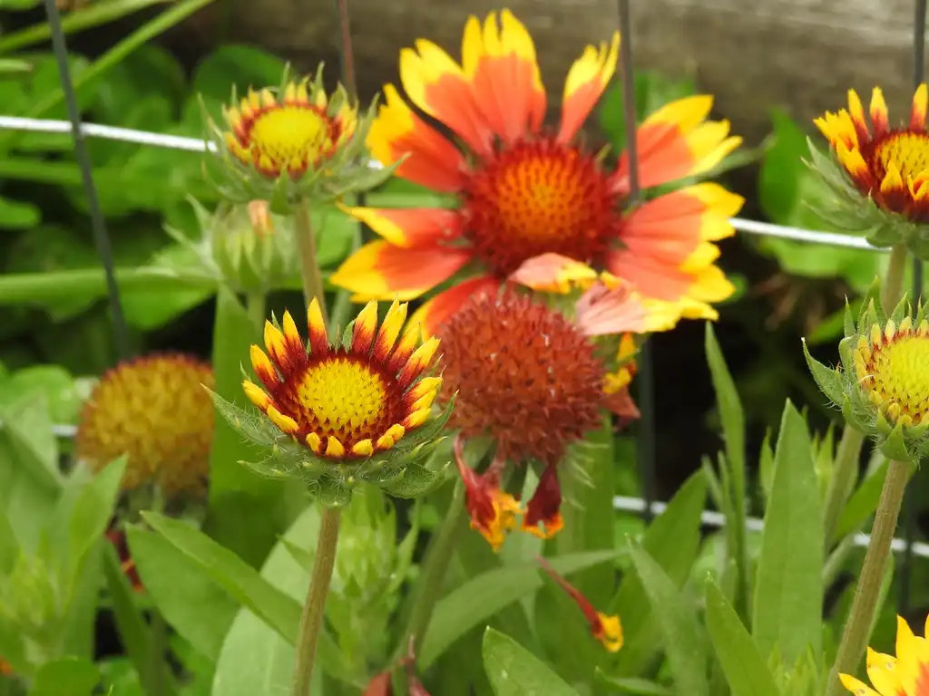 Foto de Gaillardia pulchella - Stages of flowers, up close immature, back mature, middle fruits:Kathleen Moore
