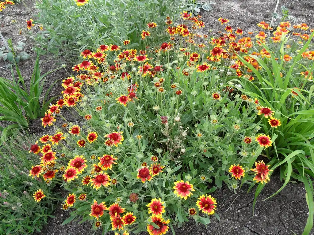 Фото Gaillardia x grandiflora (Gaillardia x grandifloras)