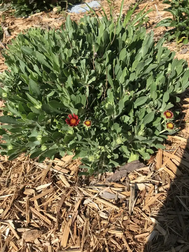 Фото Gaillardia x grandiflora (Gaillardia x grandifloras)