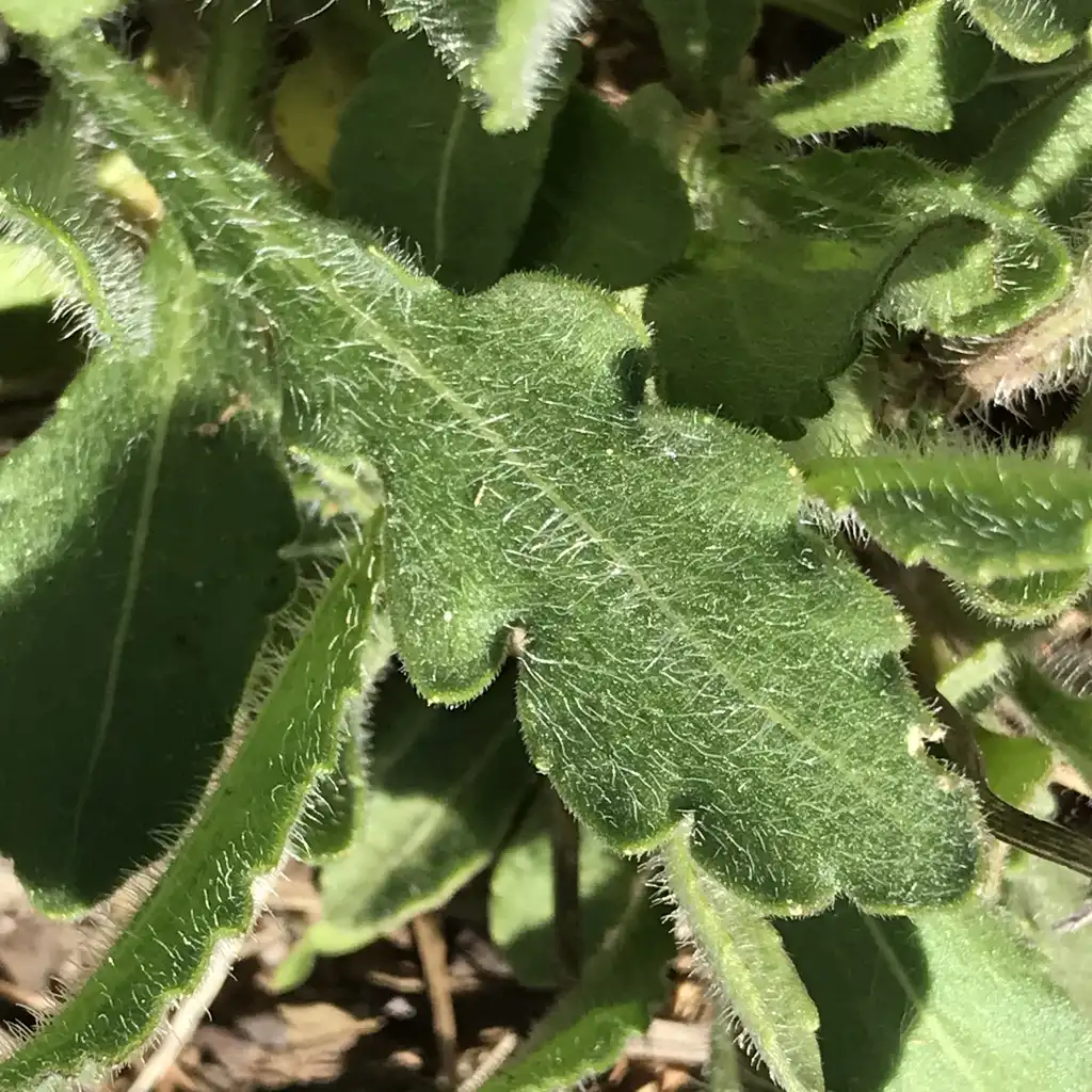 Фото Gaillardia x grandiflora - Lower leaf shape:K. Andre