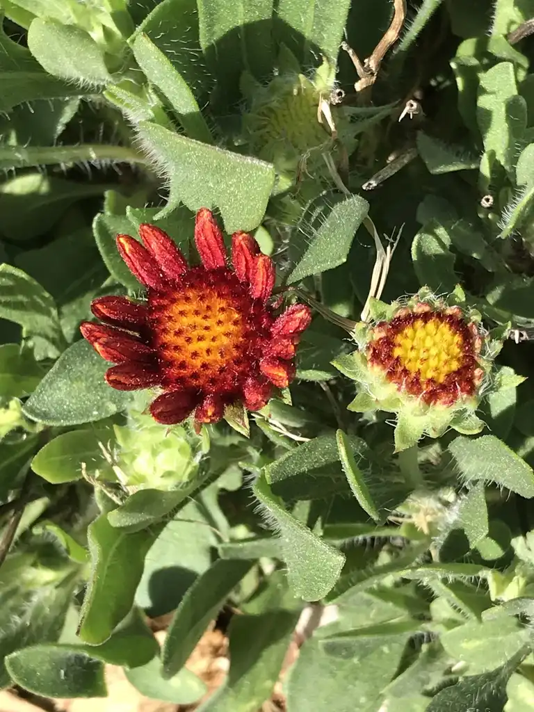 Фото Gaillardia x grandiflora - Flower buds:K. Andre