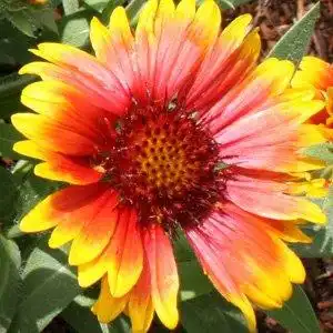 Фото Gaillardia x grandiflora - Arizona Sun Bloom detail:Debbie Roos
