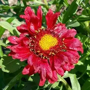 Фото Gaillardia x grandiflora - 'Burgundy' bloom detail:Debbie Roos