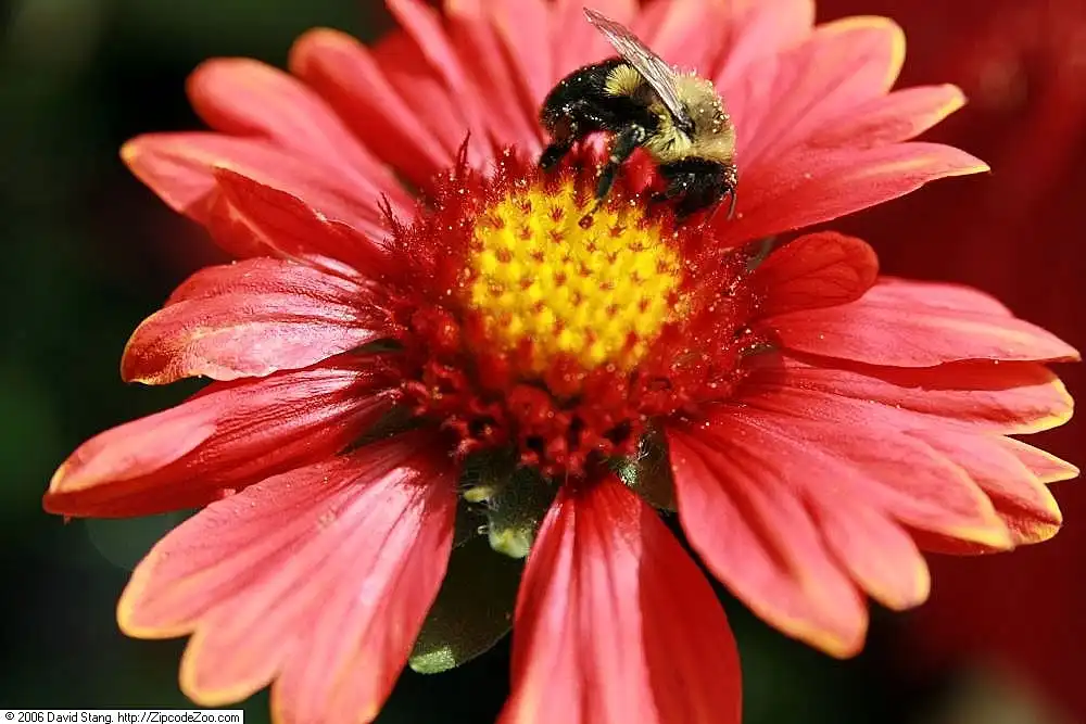 Фото Gaillardia x grandiflora - Flower of 'Burgandy':David J. Stang