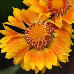 Фото Gaillardia x grandiflora - 'Oranges and Lemons' detail:Debbie Roos