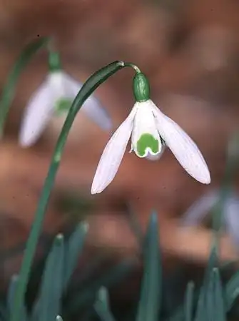 Photo of Galanthus elwesii (Galanthus elwesiis)
