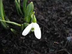 Photo of Galanthus elwesii (Galanthus elwesiis)
