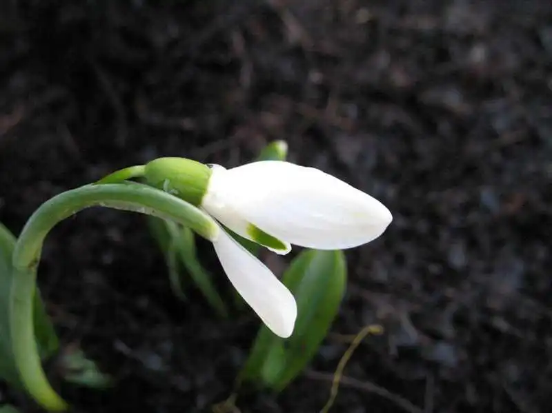 Photo of Galanthus elwesii - G. elwesii: