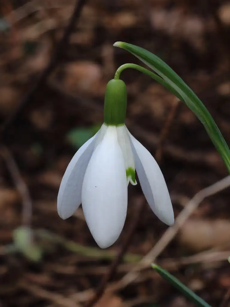 Фото Galanthus nivalis (Galanthus nivaliss)