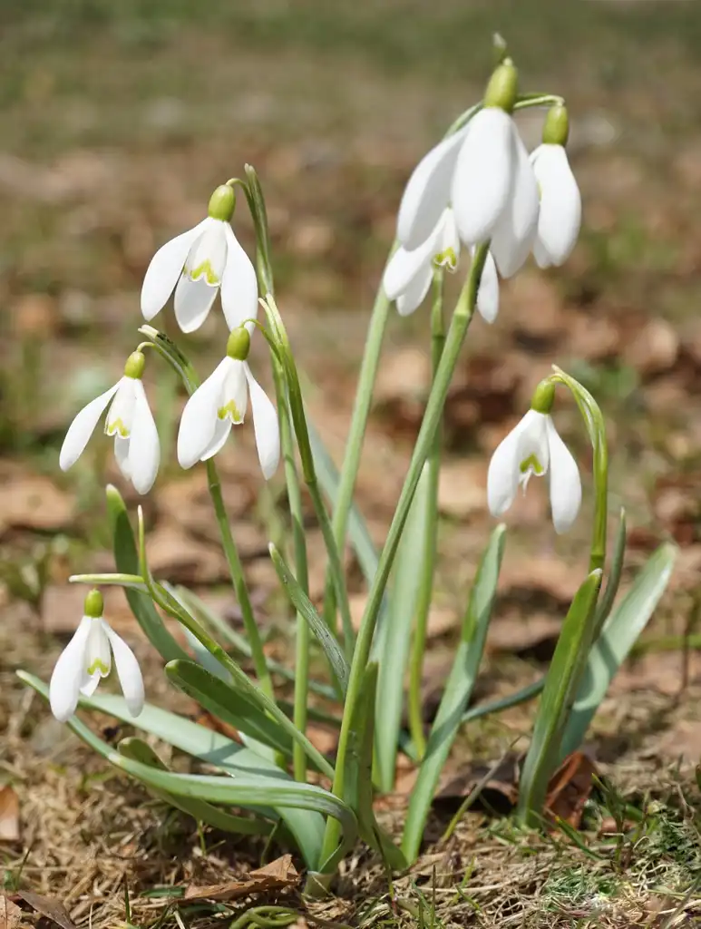 Фото Galanthus nivalis (Galanthus nivaliss)