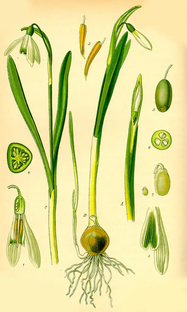 Фото Galanthus nivalis - Botanial Illustration:Topjabot