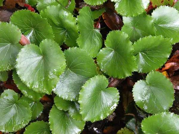 Photo of Galax urceolata (Galax urceolatas)