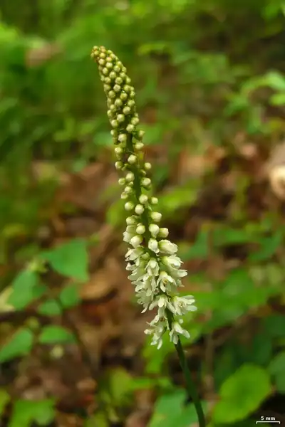 Photo of Galax urceolata (Galax urceolatas)