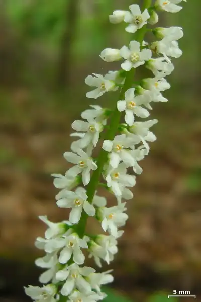 Photo of Galax urceolata - Flower close up. Snowbird Mountain, Pisgah N.F., North Carolina:Jason Hollinger