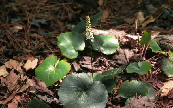 Photo of Galax urceolata - Form:Ted Bodner, Southern Weed Science Society