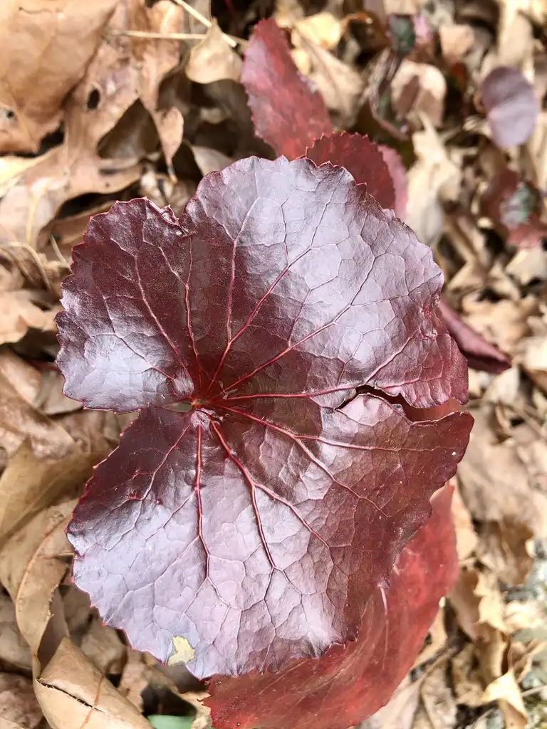 Photo of Galax urceolata - Leaf (Haywood County, NC)-Early Spring:Marcia Boyle