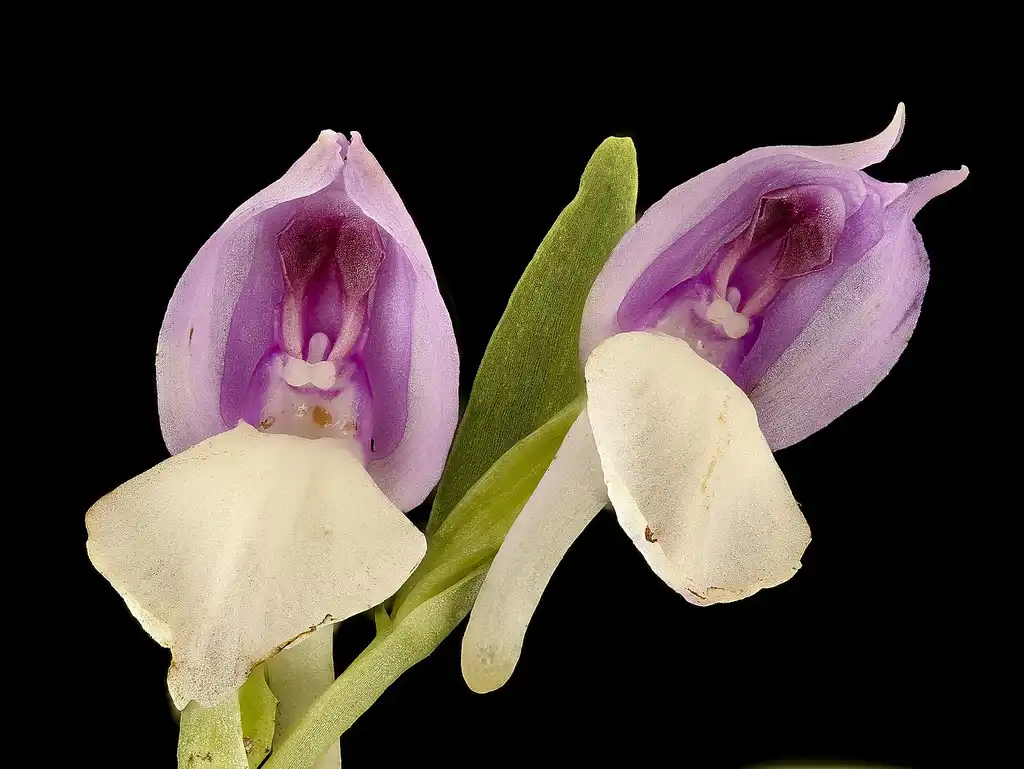 Фото Galearis spectabilis (Galearis spectabiliss)