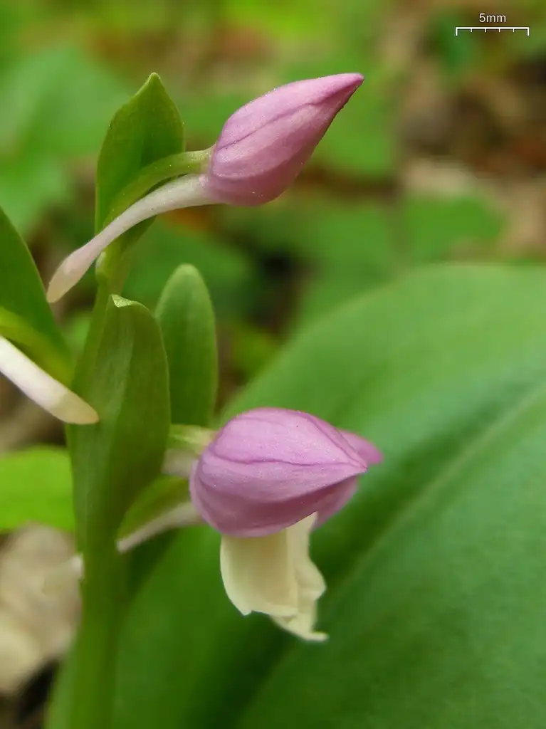 Фото Galearis spectabilis (Galearis spectabiliss)