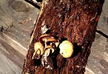 Photo of Galerina autumnalis (Galerina autumnaliss)