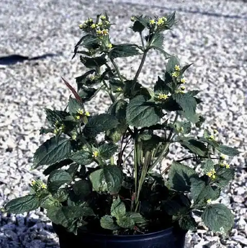 Foto de Galinsoga quadriradiata (Galinsoga quadriradiatas)