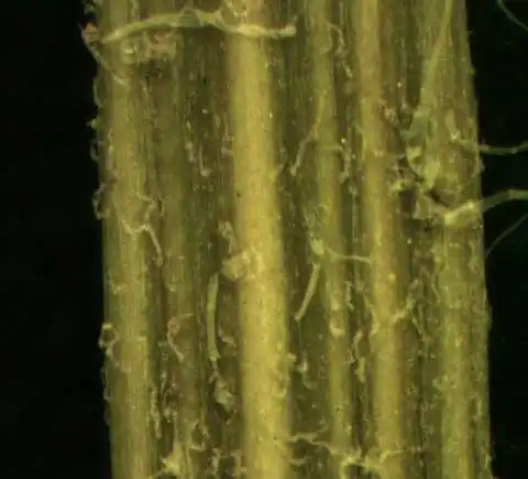 Foto de Galinsoga quadriradiata (Galinsoga quadriradiatas)
