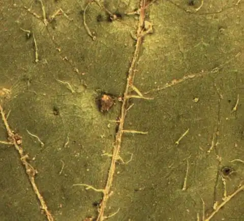 Foto de Galinsoga quadriradiata - Galinsoga quadriradiata abaxial leaf surface:Alexander Krings
