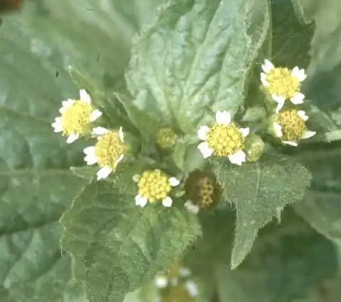Foto de Galinsoga quadriradiata - Galinsoga quadriradiata flowers:J. Neal