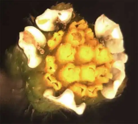 Foto de Galinsoga quadriradiata - Galinsoga quadriradiata flower head:Alexander Krings