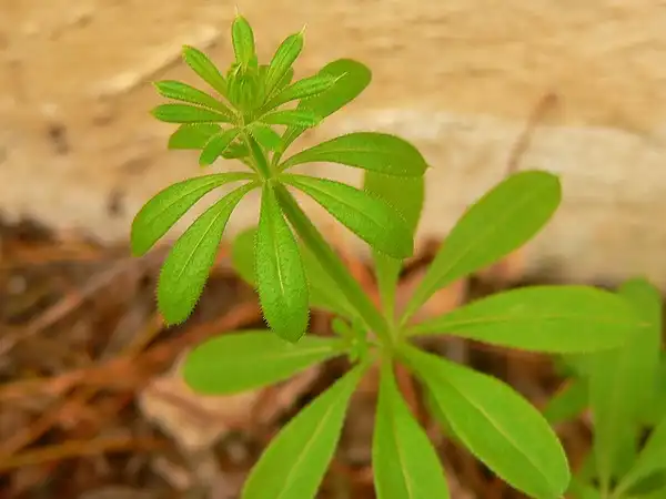 Фото Galium aparine (Galium aparines)