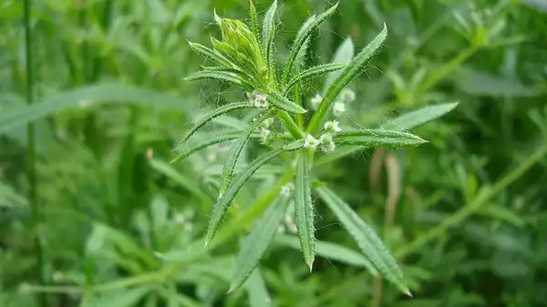Фото Galium aparine (Galium aparines)