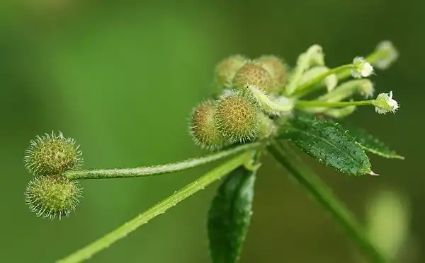 Фото Galium aparine - Galium aparine:nutmeg66