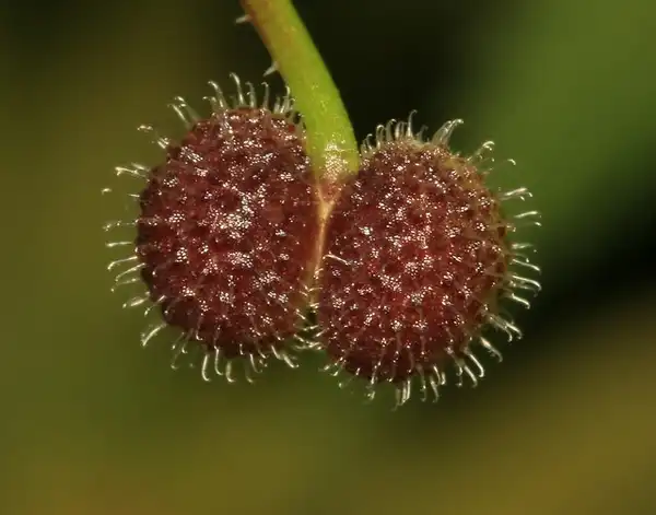Фото Galium aparine - Galium aparine:S. Rae