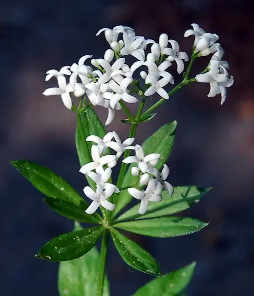 Photo of Galium odoratum (Galium odoratums)
