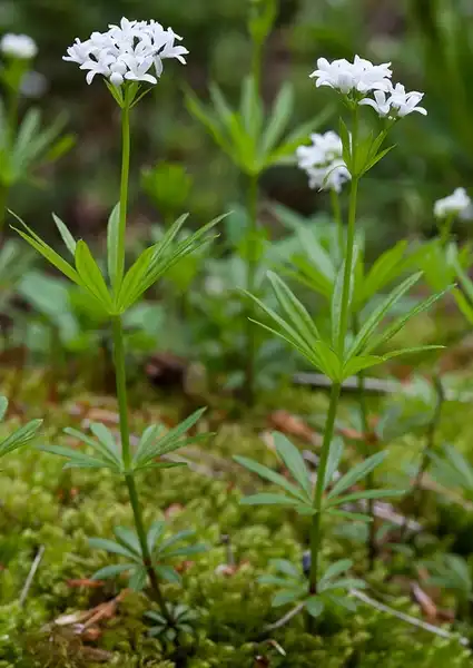Photo of Galium odoratum (Galium odoratums)