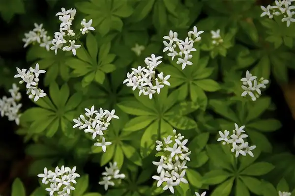Photo of Galium odoratum - Galium odoratum:Dan Mullen