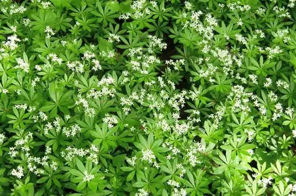 Photo of Galium odoratum - Galium odoratum:Rudolf Schafer