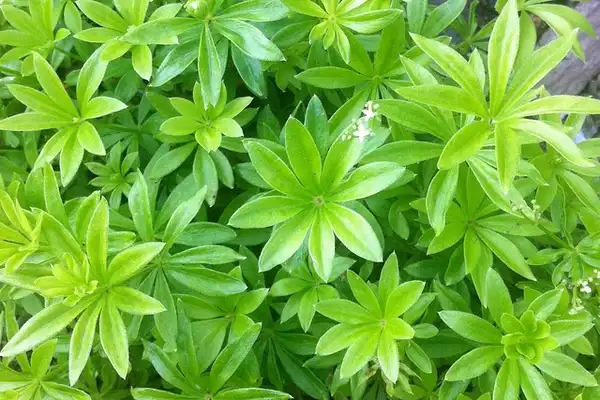 Photo of Galium odoratum - Galium odoratum:Melanie Shaw