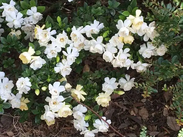Photo of Gardenia jasminoides 'Crown Jewel' PP #19896 (Gardenia jasminoides 'Crown Jewel' PP #19896s)