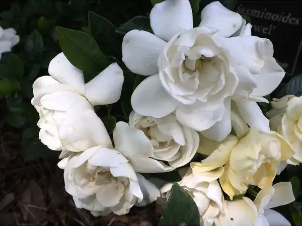 Photo of Gardenia jasminoides 'Crown Jewel' PP #19896 (Gardenia jasminoides 'Crown Jewel' PP #19896s)