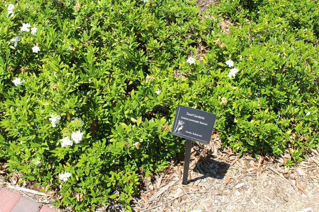Foto de Gardenia jasminoides 'Radicans' (Gardenia jasminoides 'Radicans's)