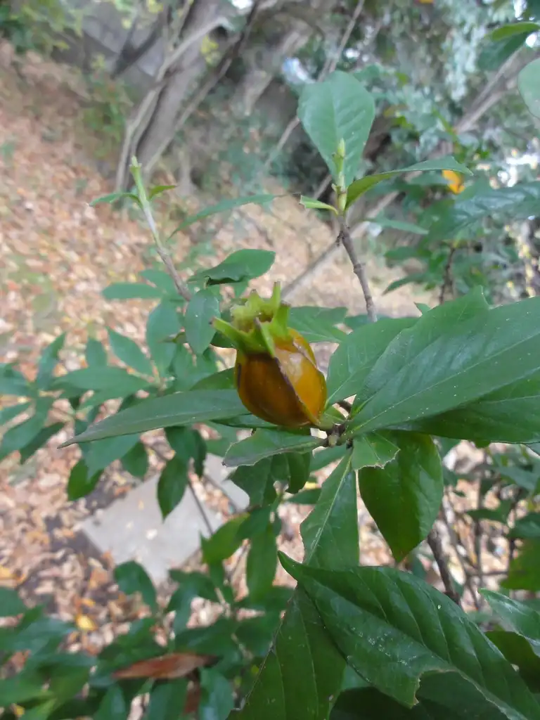 Foto de Gardenia jasminoides 'Radicans' - Immature fruit: