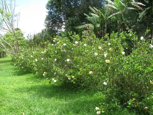 Photo of Gardenia jasminoides (Gardenia jasminoidess)