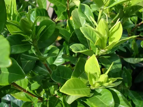 Photo of Gardenia jasminoides (Gardenia jasminoidess)