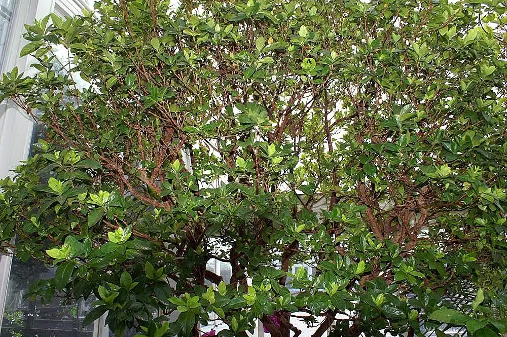 Photo of Gardenia jasminoides - Branches:David J. Stang