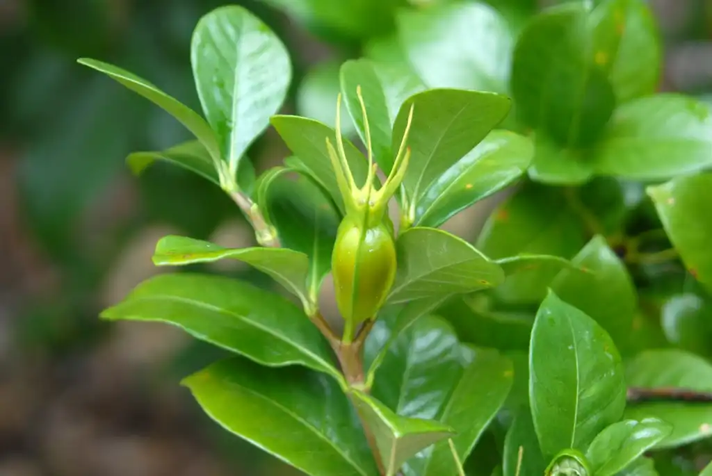 Photo of Gardenia jasminoides - Fruit Side View:Jim Robbins