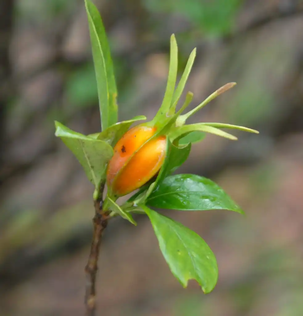 Photo of Gardenia jasminoides - Fruit:Jim Robbins