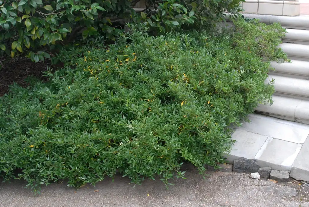 Photo of Gardenia jasminoides - Dwarf Form:Jim Robbins