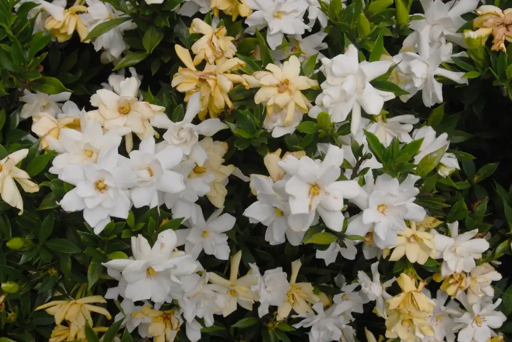 Photo of Gardenia jasminoides - 'Frostproof' Flower and Leaves:Jim Robbins